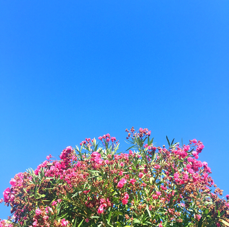 flowers against blue sky - Fabulistas